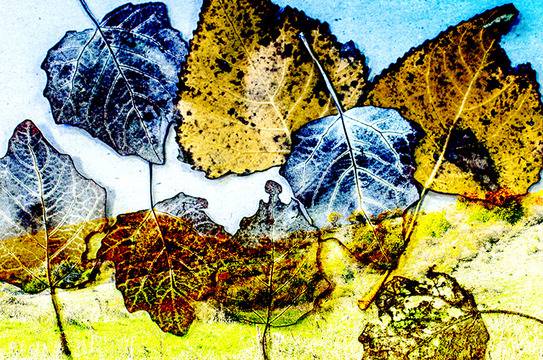 За цялото тяло – кокосово масло