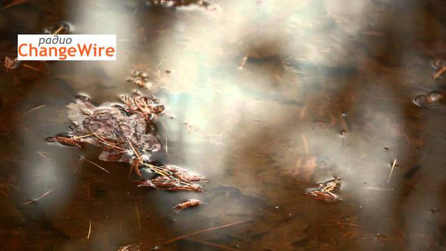 Йога нидра II (йога на съня) – с Любомир Розенщайн