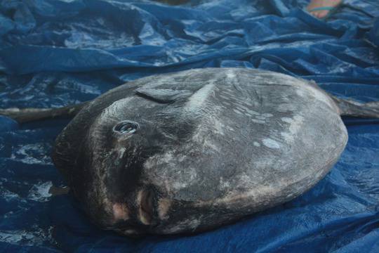 Най-голямата риба в света