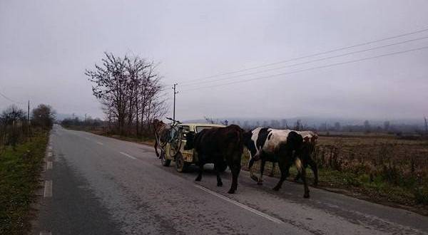 Животновъд изработи хибрид между кола и каруца в село Гирчевци