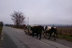 Животновъд изработи хибрид между кола и каруца в село Гирчевци