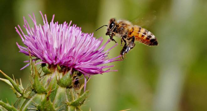 Масло от бял трън – природен дар срещу проблемите с черния дроб
