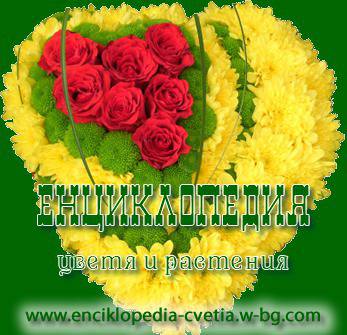 Енциклопедия – цветя и растения – Начало