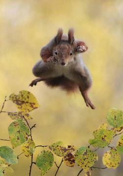 13-те победителя от конкурса „Забавни снимки на дивата природа“