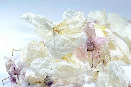 Лековити, малки, лечебни плодчета