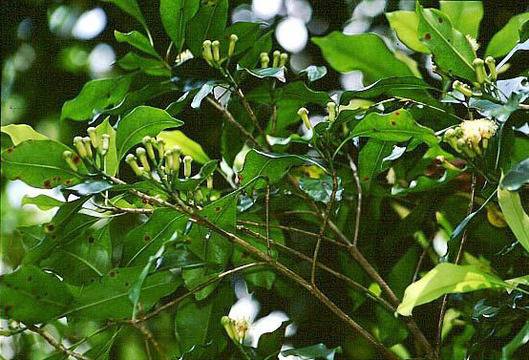 Билки и добавки, които успешно унищожават гъбичките кандида