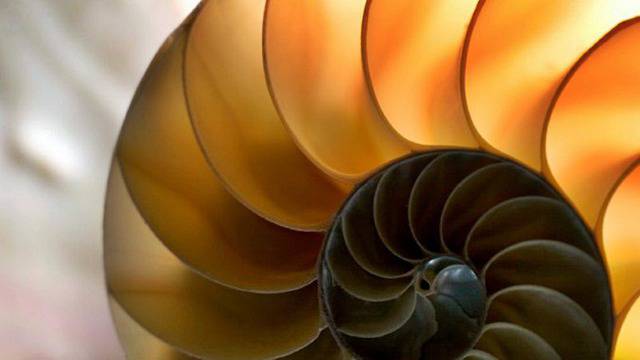 Божествената пропорция: неразгадаем код