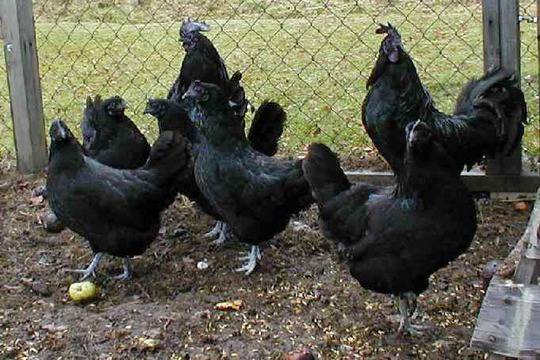 Черни кокошки: Трябва ви само двор и ще заработите по 2500 долара