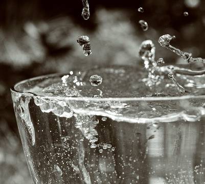 Бялата камелия и маслото от семената й