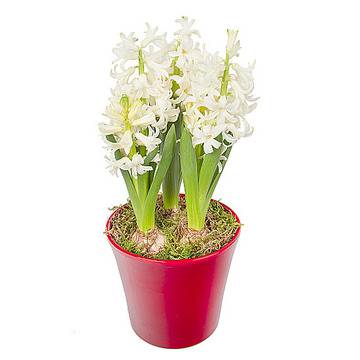 Доставка на цветя с БГФлорист – Избор на съдове за отглеждане на растения