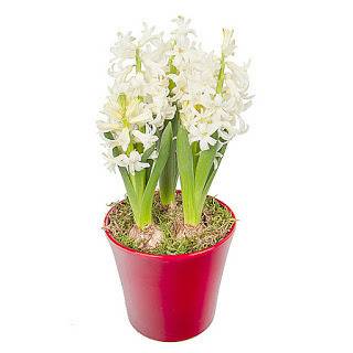 Доставка на цветя София, магазин за цветя София, онлайн цветя София: Пресаждане на стайни растения – какво трябва да знаем