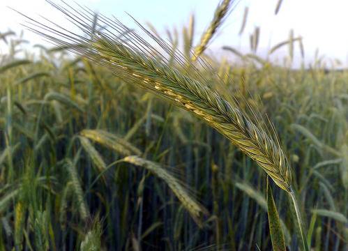 Увеличават се площите с ръж и рапица, за сметка на тези с царевица и пшеница