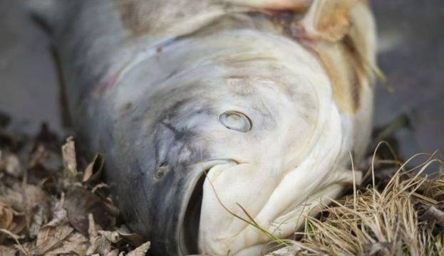 Над 10 тона риба е унищожена в язовир до ямболското село Иречеково