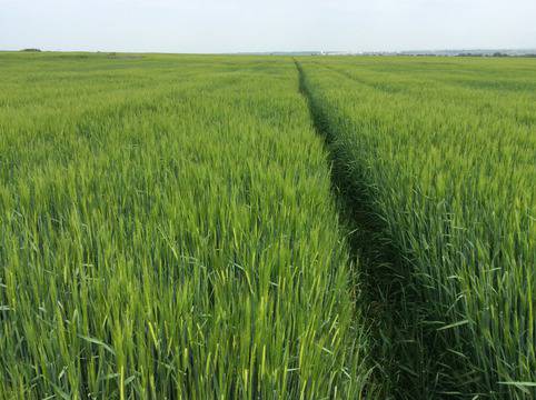 Арон-Агро ЕООД