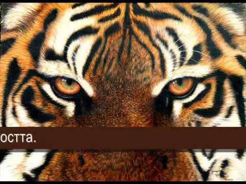 Бижута с Тигрово око (✿◠‿◠)