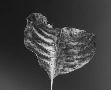 За подмладяване на кожата – таману