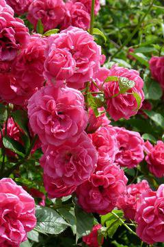 Лечебните свойства на розовата вода