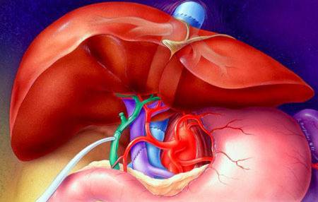 Захарта е най-големият враг на черния дроб