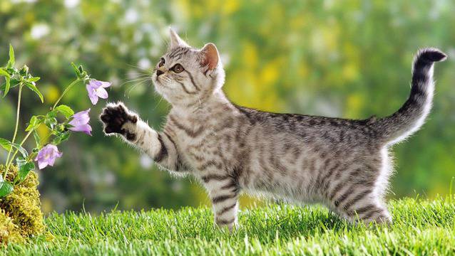 Чудите се дали да си вземете котка? Ето ви 20 причини ДА СИ вземете космат приятел!