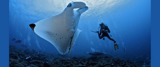 Оплетена манта моли водолаз за помощ