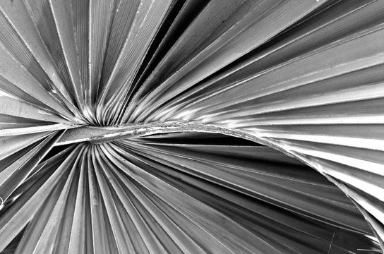 Чудното кокосово масло от Таити