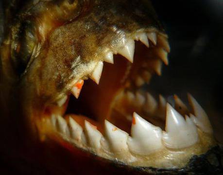 Пеевските пирани се озъбиха на Борисов. Развод или театър?