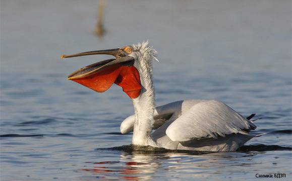 Пеликани и щъркели обичат да нощуват на Атанасовското езеро