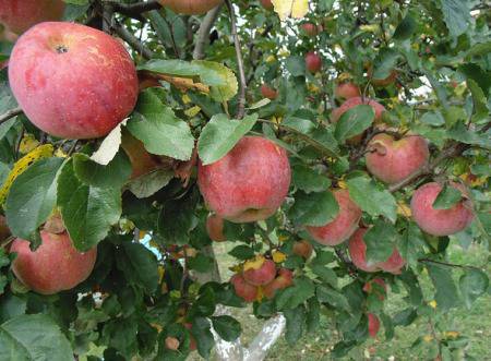 Магията и енергията на плодните дървета