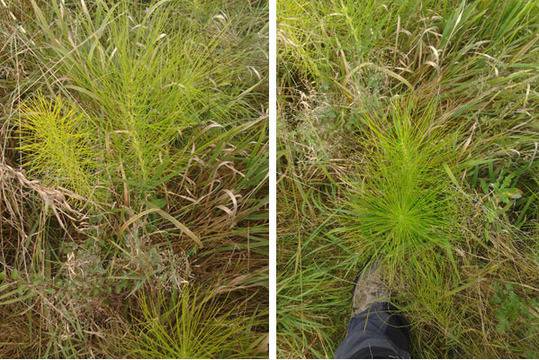 ПЛАНИНСКИ ХВОЩ