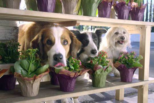 Кучета и бебета правят рекламите харесвани