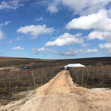 С родопска гайда и хоро зарязаха лозята в Ямболско