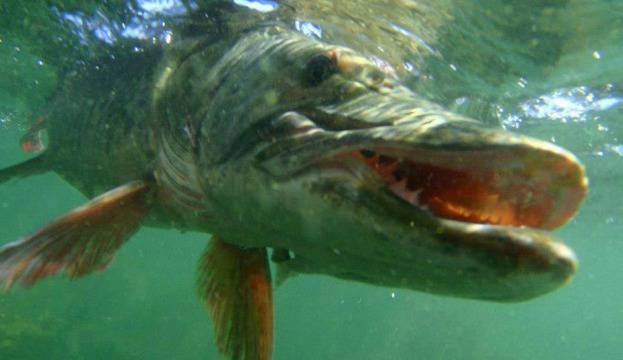 Влезе в сила пролетната забрана за улов на щука