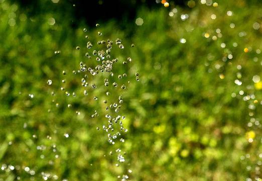 Чудната билка Мурсалски чай.