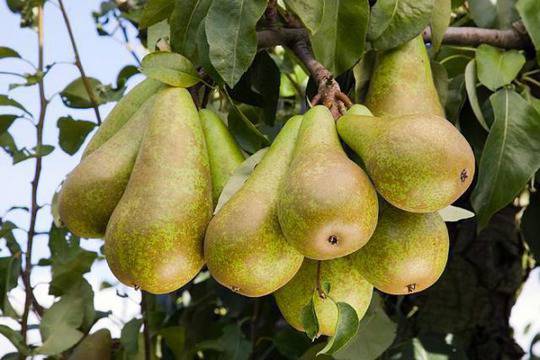 Вкусни плодове, които да отгледате сами