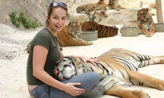 Туристи се разхождат край стотици свободни тигри