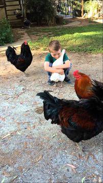 Това момченце поиска да прегърне една кокошка! Няма да повярвате какво се случи!