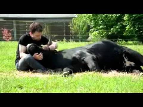 Уникално ВИДЕО! Този мъж спаси един бик от сигурна смърт! Вижте как се разбират днес!