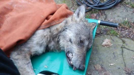 Трогателна история! Мъж откри случайно замръзнал и парализиран вълк! Вижте какво се случи с него!