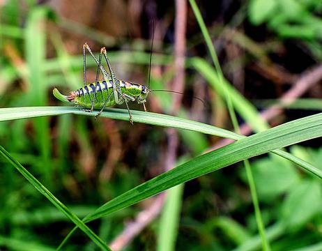 Билка Бабини зъби