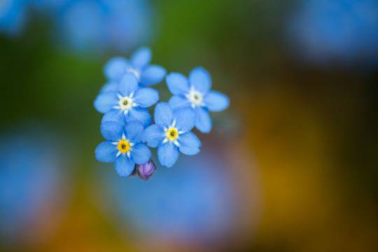Фотограф улавя невероятни моменти с макро снимки на цветя