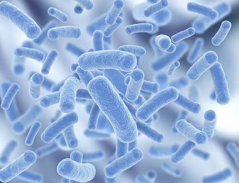 Ролята на пробиотиците в организма