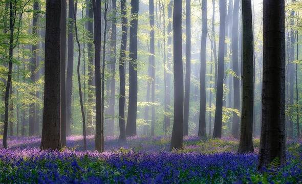 Едни от най-красивите гори в света