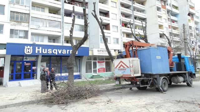 Режат клоните на опасни липи по улица „Дръстър“ в Силистра