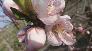 krasivasi: Пчелите, най-достойните същества на земята!