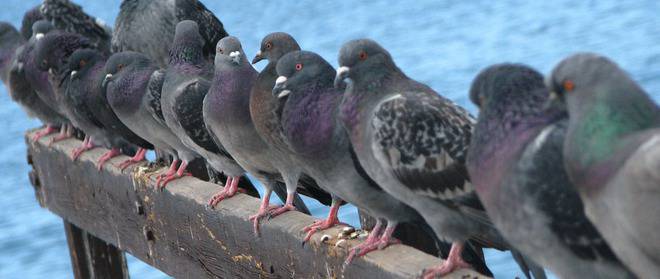 Като гълъбите, разказ от…