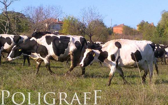 Разпоредиха мерки за предотвратяване на заразен нодуларен дерматит по животните