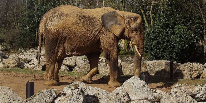 Разходка в зоопарка на Колчестър (снимки)