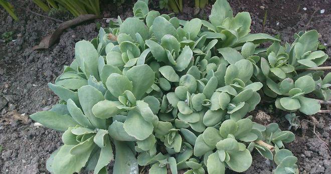 naicheteni: Изпитано средство против язва!