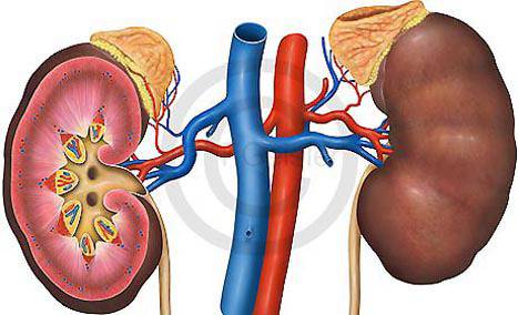 Какво е птоза на бъбрека?