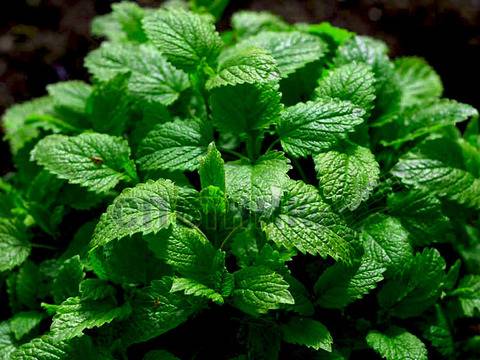 Открийте тайните на билката маточина за живот без болка